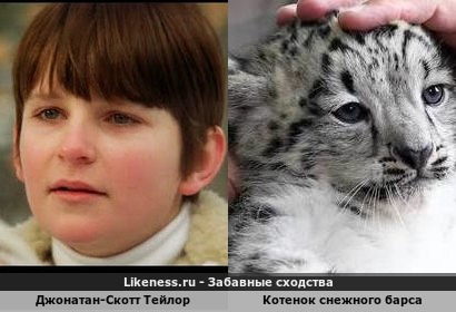 Джонатан-Скотт Тейлор похож на Котенок снежного барса