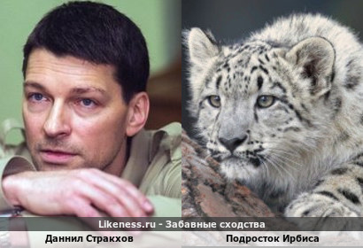 Даннил Стракхов напоминает Подростка Ирбиса