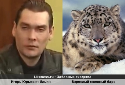Игорь Юрьевич Ильин напоминает Взрослого снежный барса