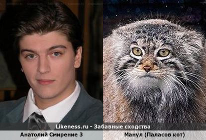 Анатолий Смирение 3 напоминает Манула (Паласов кот)