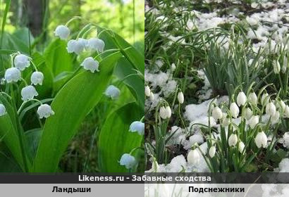 Ландыши напоминают подснежники