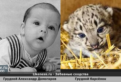 Грудной Александр Домогаров напоминает Грудного барсёнка