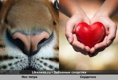 Нос тигра напоминает сердечко