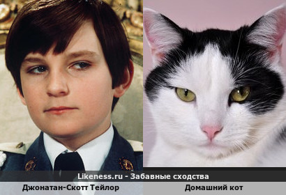 Джонатан-Скотт Тейлор напоминает домашний кота
