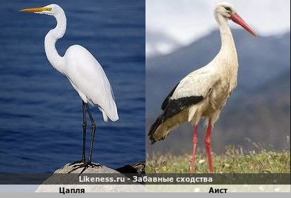 Цапля напоминает Аиста