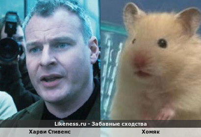 Харви Стивенс похож на Хомяка