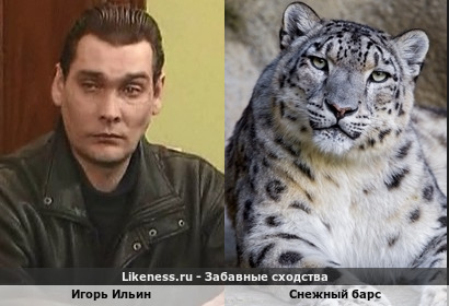 Игорь Ильин напоминает снежный барса