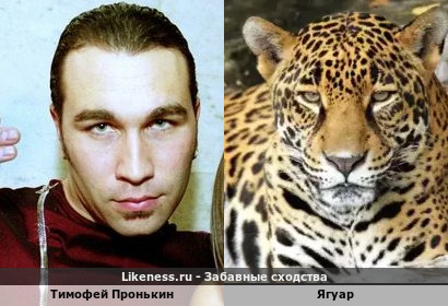 Тимофей Пронькин похож на Ягуара