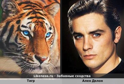 Тигр похож на Алена Делона
