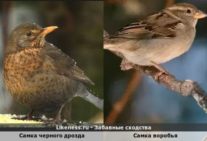 Самка черного дрозда напоминает Самку воробья