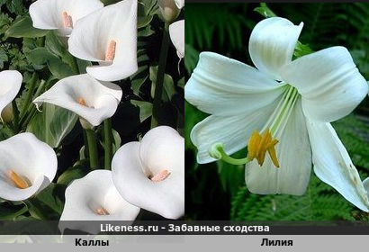 Каллы напоминают Лилию