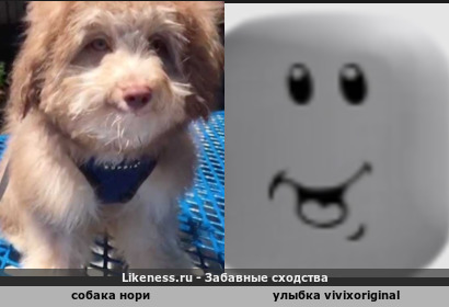 Собака Нори напоминает Улыбка Vivixoriginal