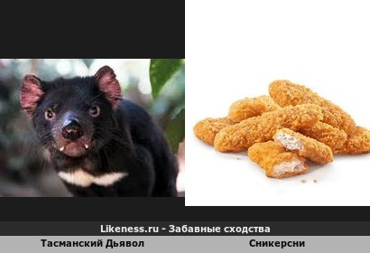 Тасманский Дьявол напоминает Сникерсни