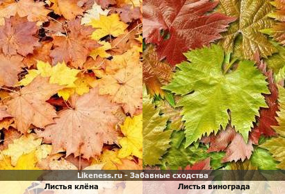 Листья Клёна напоминают листы винограда