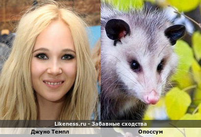 Джуно Темпл напоминает Опоссума