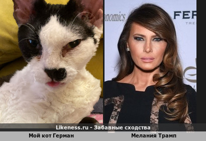 Мой кот Герман напоминает Меланию Трамп