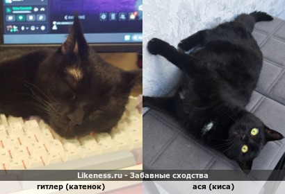 Гитлер (катенок) похож на Асю (киса)