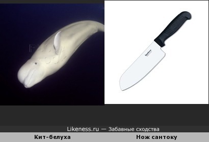 Кит-белуха похож на японский нож