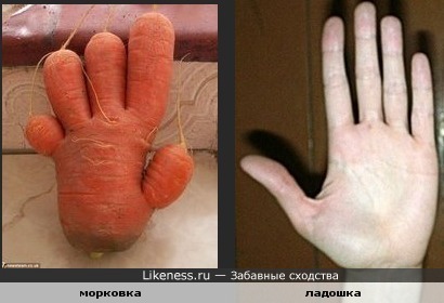 Морковь похожа на руку