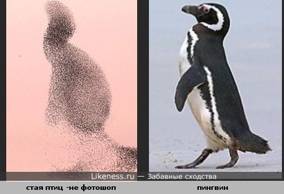 Стая птиц похожа на пингвина
