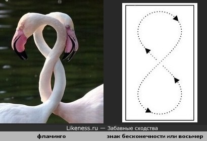 Шеи фламинго похожи на знак бесконечности
