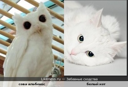 Сова альбинос очень похожа на белого кота