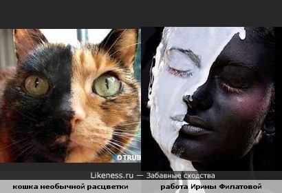 Расцветка кошки похожа на девушку с работы Филатовой Ирины