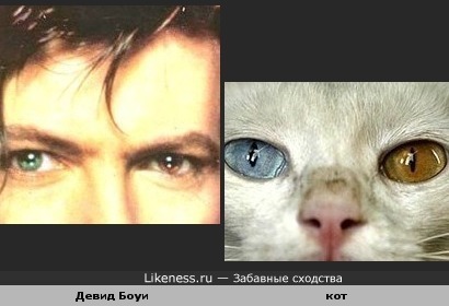 У Девида Боуи и кота одинаковые глаза