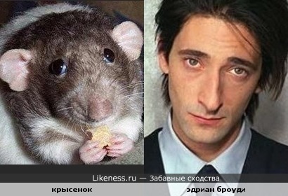 Эдриан Броуди и Этот испуганый крысенок похожи