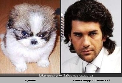 Этот серьезный щенок похож на Александра Ломинского