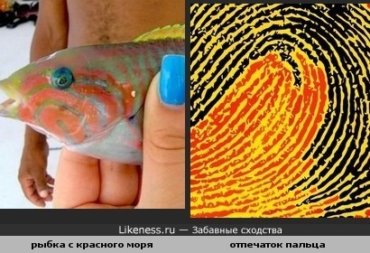 Чудесная морская рыбка с узором похожим на отпечаток пальца
