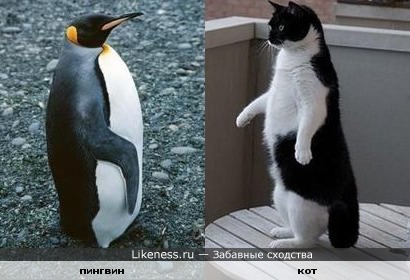 Пингвин и этот кот похожи
