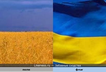 Пшеничное поле похоже на флаг Украины