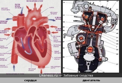 Сердце похоже на двигатель