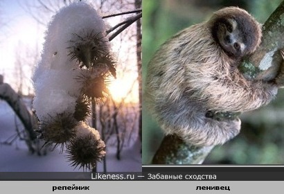Колючка под снегом помоему похожа на ленивца.или на какого то зверька.