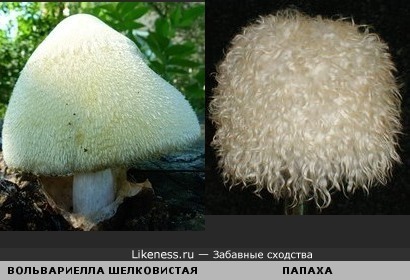 Древесный гриб похож на меховую шапку