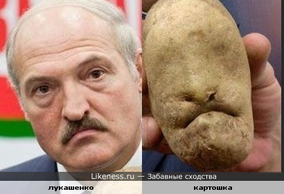 Лукашенко и картошка