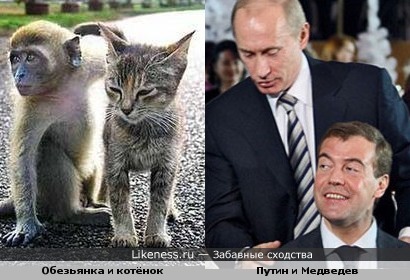 Обезьянка и котёнок - Путин и Медведев