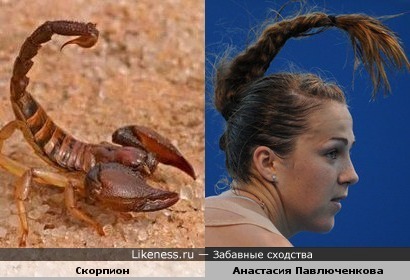 Скорпион и Анастасия Павлюченкова