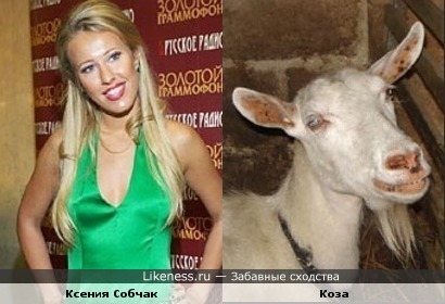 Ксения Собчак похожа на козу