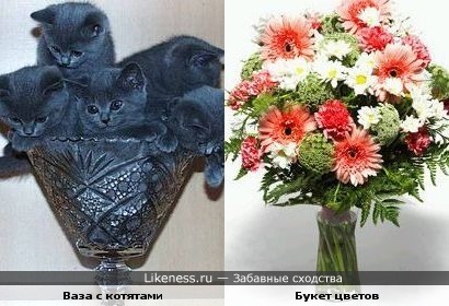Ваза с котятами похожа на букет цветов