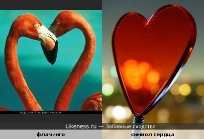 фламинго и символ сердца