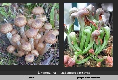 растение-хищник и грибы