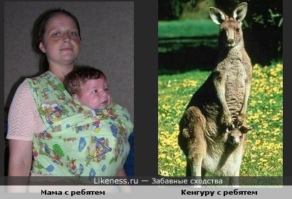 Мамы некоторых млекопитающих похожи, потому что они сумчатые:)