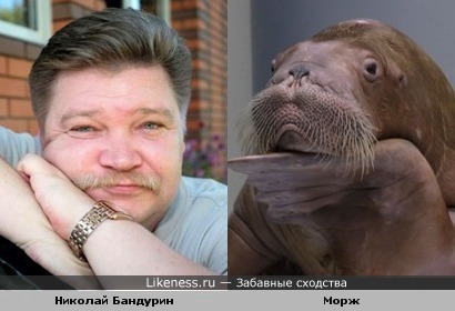 Николай Бандурин похож на моржа