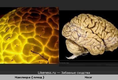 Маклюра ( плод, растение семейства тутовых) и мозг человека