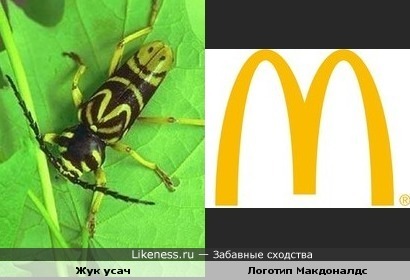 Рисунок на теле жука усача схож с логотипом Макдоналдс.