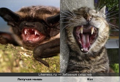 Разные животные похожи зубками