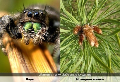 Педипальпы у паука похожи на молодые шишки