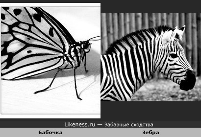 Бабочка и зебра одного окраса.